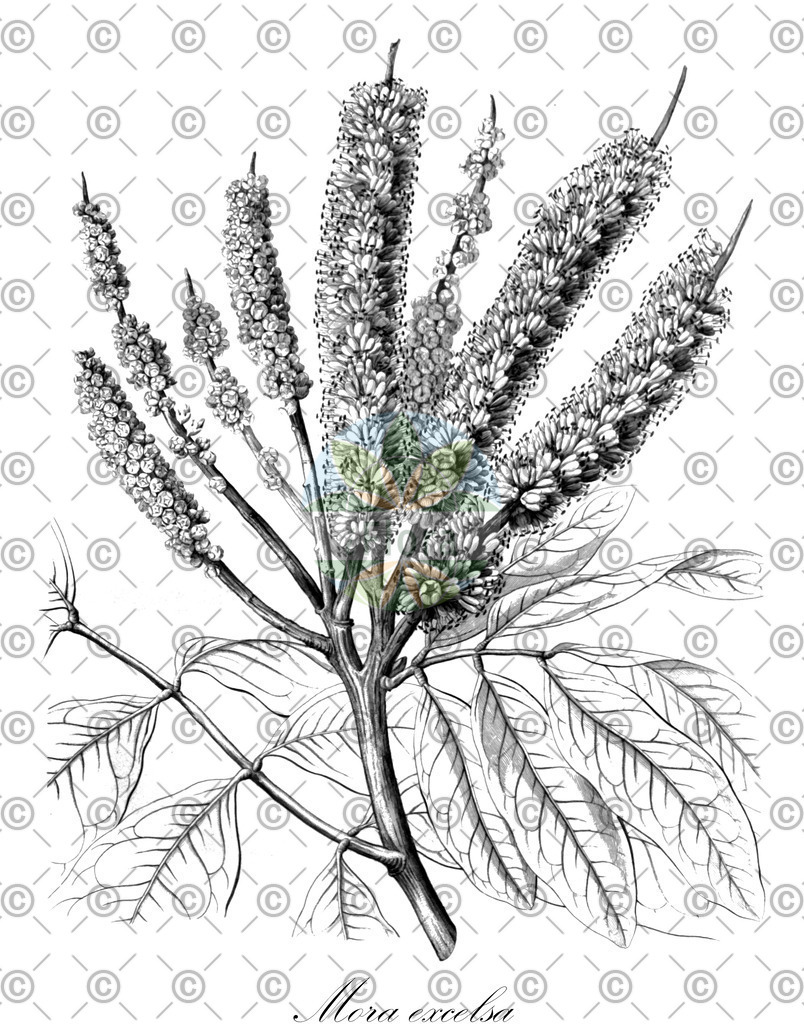 HistAbb_wfo-0000245876_1_ENZY_Simple | Historische Abbildung von Mora excelsa - Fabaceae | Historical Illustration of Mora excelsa - Fabaceae