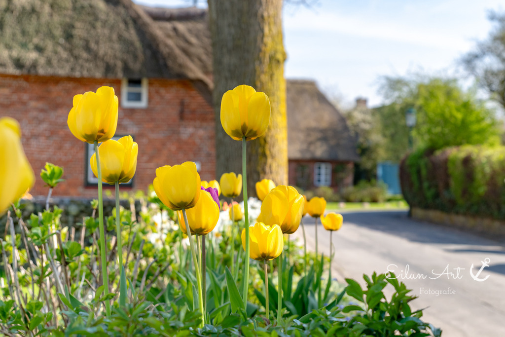 20250424-EAF_8099 | Eilun-Art-Fotografie Levke Martens, ihre Fotografin für Immobilien- und Landschaftsfotografie auf Föhr, Föhrer Motive als Poster, Leinwand, hinter Acrylglas oder stelle dir deinen eigenen Monatskalender zusammen, mit nur einem Klick