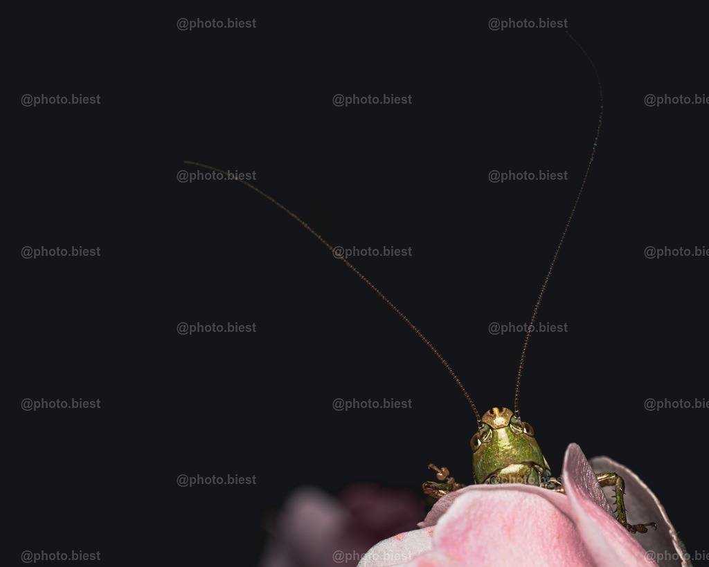 Hey! | Na wer guckt denn da hervor? Ein Grünes Heupferd. - Realisiert mit Pictrs.com