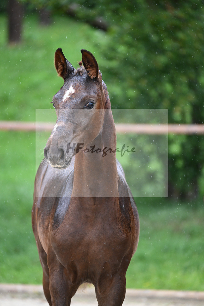 Kat-Nr. 16 SF Flashbang_Fischer_25230305 | hf-fotografie - Realisiert mit Pictrs.com