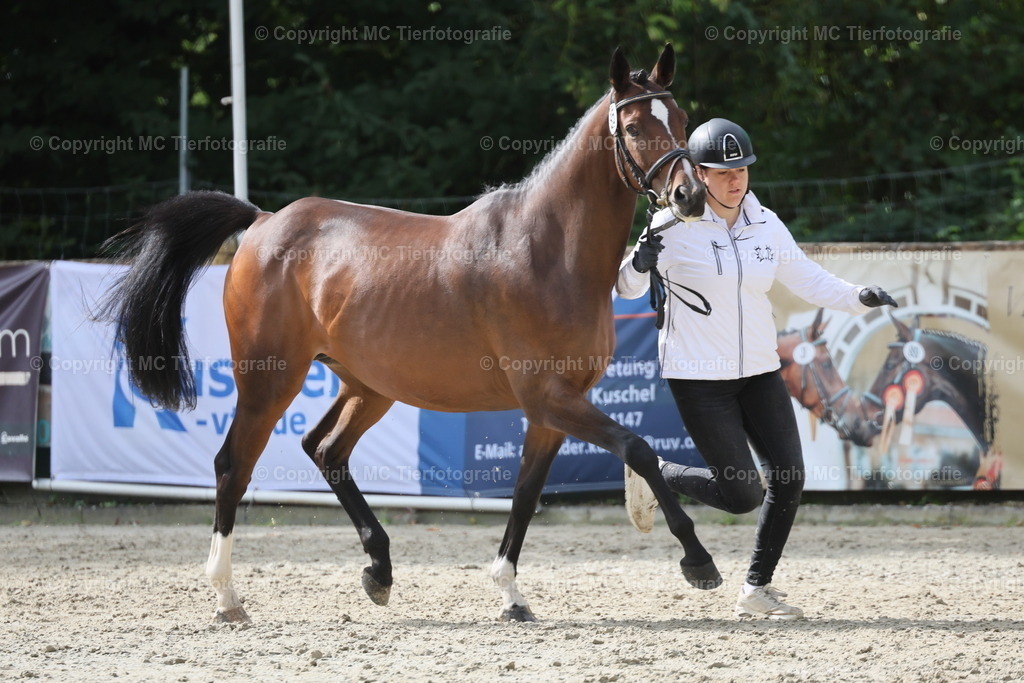 Bundesstut.SchauDarmstadt13-14.09.25MC3H5A6812B1 | Pferdefotos online bestellen - Realisiert mit Pictrs.com
