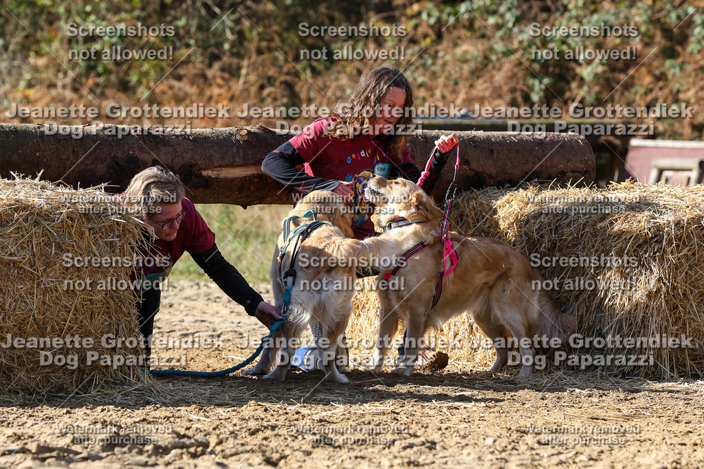 Dog Paparazzi - Strongdog 10-25-4747 | Dog Paparazzi Jeanette Grottendiek Fotografie & Videografie - Realisiert mit Pictrs.com