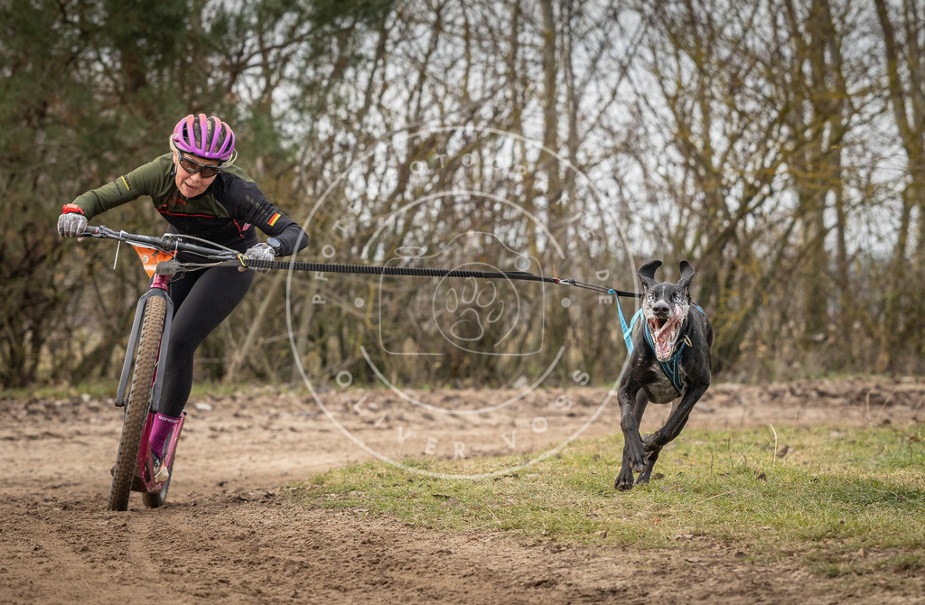 Pfotenfotografie_DV3A9285 | Hundefotografie, Tierfotograf, Pfotenfotografie, Fotoshooting Hund, Hunde Portrait, Hundesport, Hundeportraits, Heideshooting, Hunde, Sportfotograf, Hundefotograf, Turnierhundsport, THS,  - Realisiert mit Pictrs.com