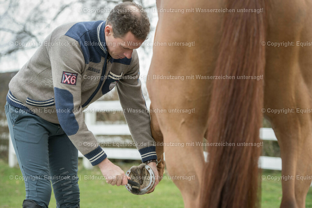 20160226_Ahlmann_0046 | equistock