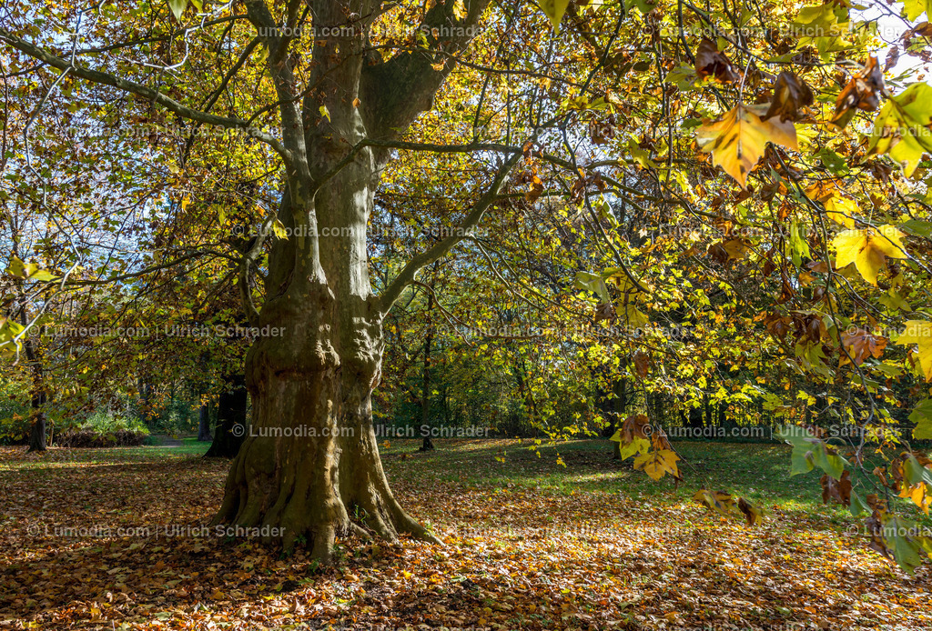 10049-5431 - Brühlpark _ Quedlinburg | Stockfoto und Bilderpool mit Bildmaterial aus Deutschland, dem Harz, Halberstadt, Quedlinburg, Wernigerode und weltweit. Qualitativ hochwertige und professionelle Fotos anschauen und kaufen. - Realisiert mit Pictrs.com