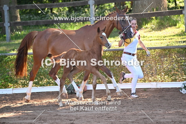 13_Vivanero - Quaterback_758_7938 | Björn Schroeder Pferdefotografie
