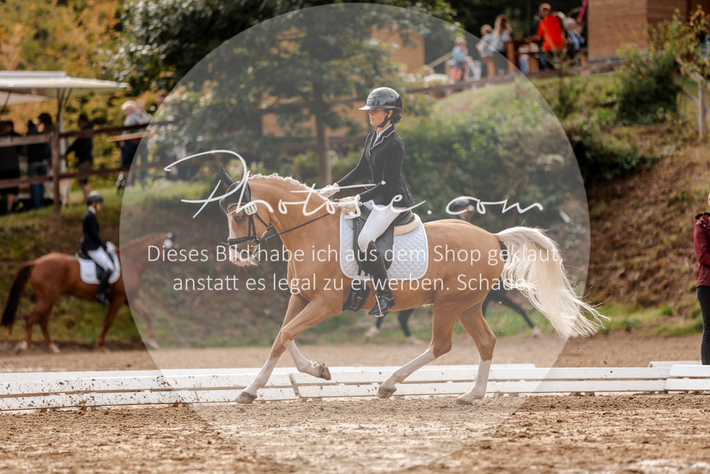 3I6A7357 | Stimmungsvolle Portraits und Reitsportfotografie im Ruhrgebiet und im Münsterland.

Pferdefotografie, Hundefotografie, Tierfotografie, Reportagen, Portraits von Tier und Mensch, Turnierfotografie in Bochum, Recklinghausen, Marl, Haltern am See, Dülmen.. - Realisiert mit Pictrs.com