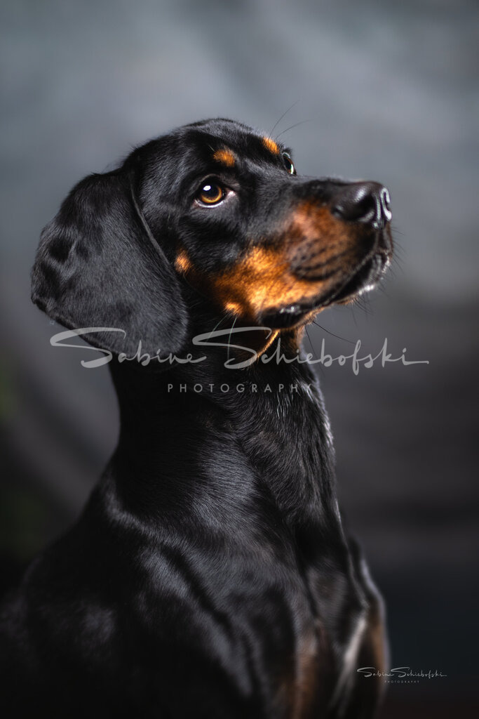"Pam" Schwarzwildbracke | People- und Tierfotografie, Imageaufnahmen, Veranstaltungsfotografie und Wandbilder aus der Natur ★ Made in Germany ✔️ Druck + Downloads ✔️ Naturfotografie in Top Qualität ★ schneller Versand, weltweite Lieferung! - Realisiert mit Pictrs.com