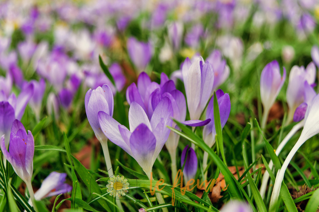 DSC_0242-NEF_DxO_PRIME (1) | Dies ist der Shop von Florian Blum - le fleuri. Langenthal, Bern, Schweiz. Sie können hier meine oder ihre eigenen Fotos als Fotoprodukte kaufen. Tassen, Schlüsselanhänger, Taschen etc. können Sie hier gestalten.  - Realisiert mit Pictrs.com