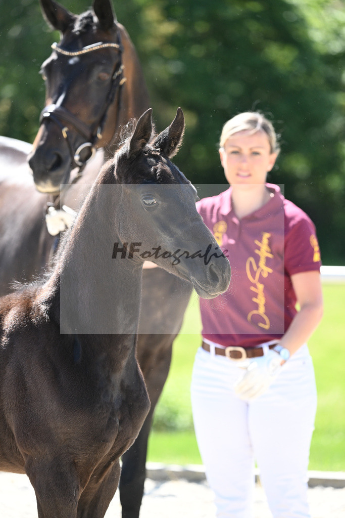 Kat-Nr. 8 HF Fuerst Zonik PS_Kratz_16230246 | hf-fotografie - Realisiert mit Pictrs.com