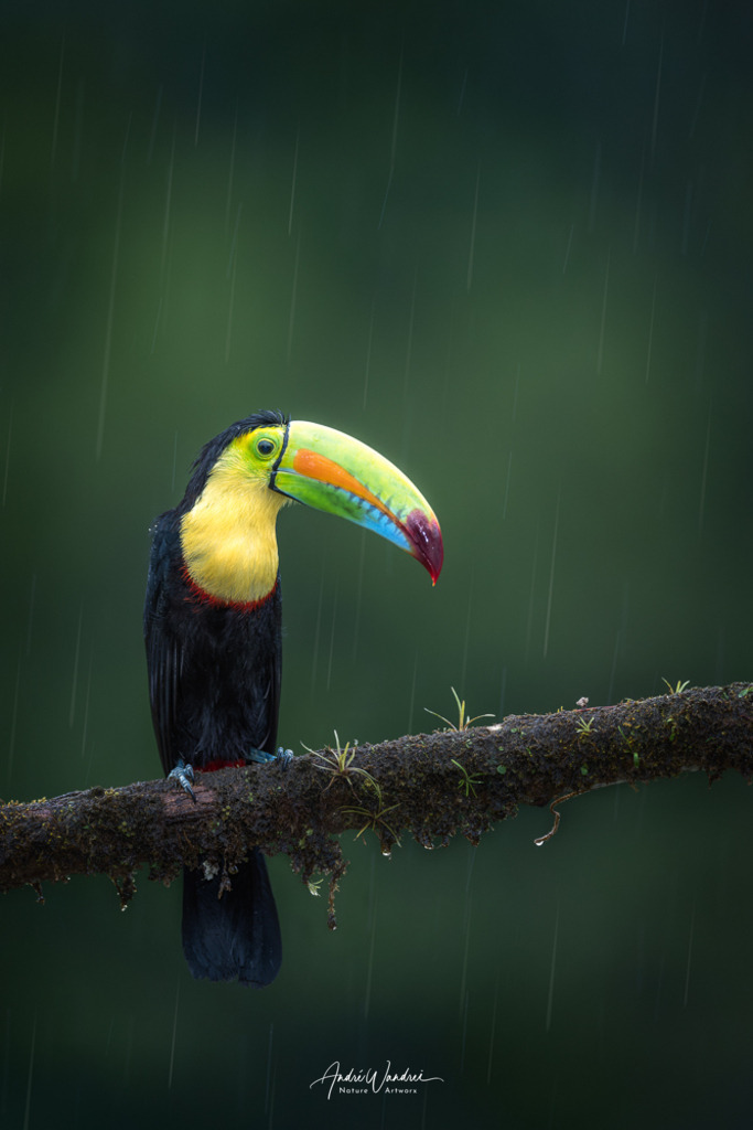 Ein Fischertukan im Regen | Andre Wandrei - Nature Artworx - Realisiert mit Pictrs.com