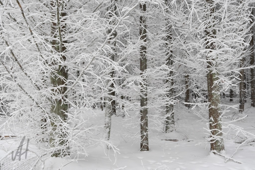 Fichtenwald im Winter | Fichtenwald im Winter - Realisiert mit Pictrs.com