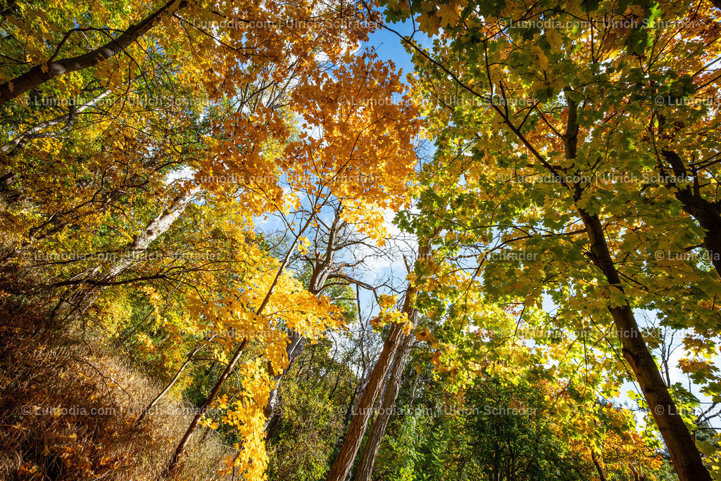 10049-13725 - Herbststimmung in den Spiegelsbergen | Stockfoto und Bilderpool mit Bildmaterial aus Deutschland, dem Harz, Halberstadt, Quedlinburg, Wernigerode und weltweit. Qualitativ hochwertige und professionelle Fotos anschauen und kaufen. - Realisiert mit Pictrs.com