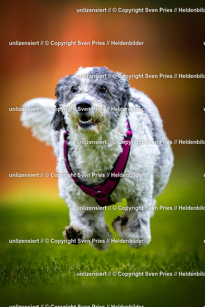 Sven Pries | 2025-09-21 - Hunderennen Baden-Oos - Realisiert mit Pictrs.com