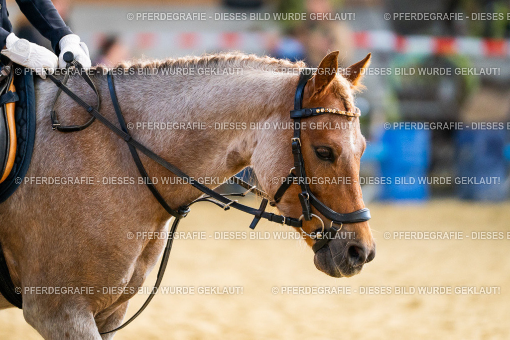 DSC02361 | Pferdegrafie