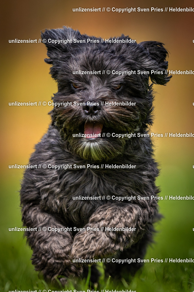 Sven Pries | 2025-04-13 - Hunderennen Baden-Baden - Realisiert mit Pictrs.com