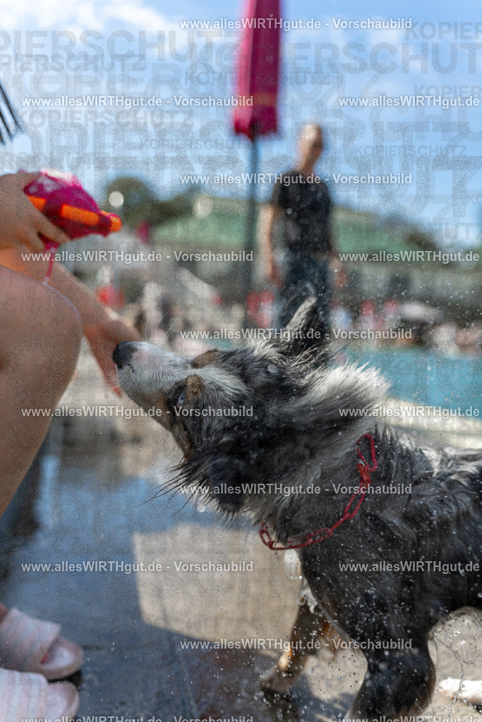 Hundeschwimmen_Volksbad_2026-allesWIRTHgut_Tierfotografie-2609061211-112149-7R500280 | Professionelle Tierfotografie in Mönchengladbach von Daniel Wirth (allesWIRTHgut). Liebevolle & natürliche Bilder von Hunden & Katzen für unvergessliche Erinnerungen.