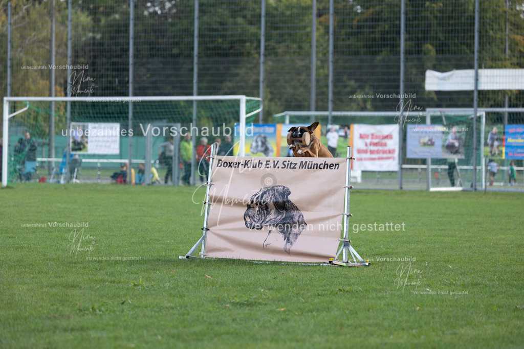 _16A5616 | Einzigartige Fotos von Hunden & Menschen –Actionfotos, Portraits, Vereinsaufnahmen & Paarshootings – authentisch, lebendig & mit Herz.