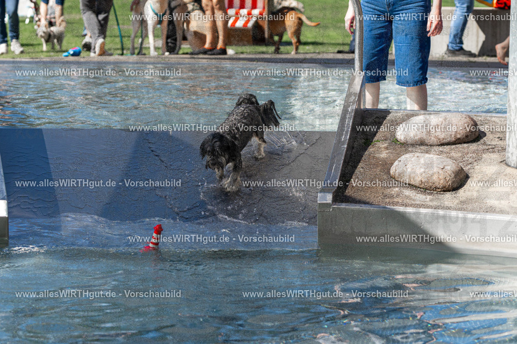 Hundeschwimmen_Volksbad_2026-allesWIRTHgut_Tierfotografie-2609061254-FAY06615 | Professionelle Tierfotografie in Mönchengladbach von Daniel Wirth (allesWIRTHgut). Liebevolle & natürliche Bilder von Hunden & Katzen für unvergessliche Erinnerungen.