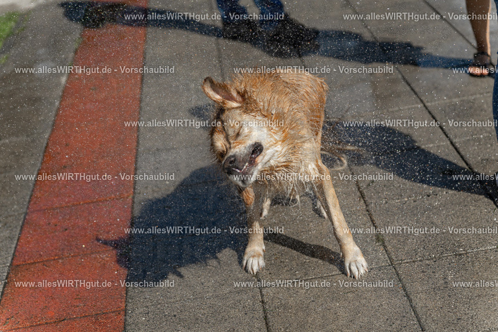 Hundeschwimmen_Volksbad_2026-allesWIRTHgut_Tierfotografie-2609061241-115155-7R500137 | Professionelle Tierfotografie in Mönchengladbach von Daniel Wirth (allesWIRTHgut). Liebevolle & natürliche Bilder von Hunden & Katzen für unvergessliche Erinnerungen.