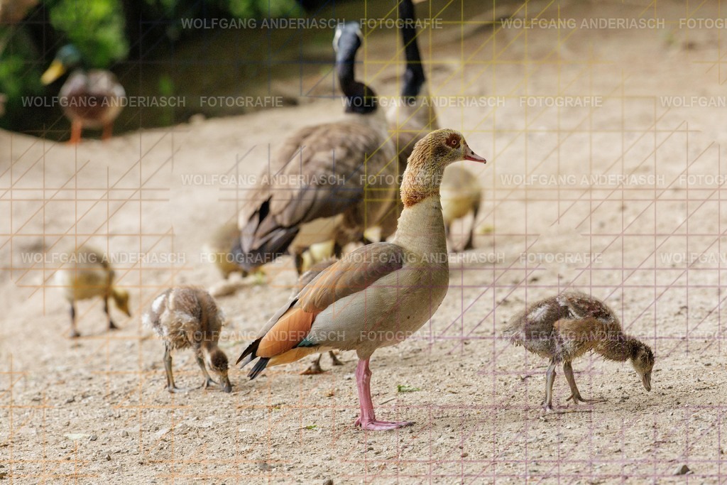 25320552 | Rund um den Jakobiweiher im Frankfurter Stadtwald entstehen ruhige Naturmomente: Enten gleiten durchs Wasser, junge Gänse entdecken ihre Umgebung. Lebendige Stadtnatur, friedlich, nah und voller Leichtigkeit. - Realisiert mit Pictrs.com