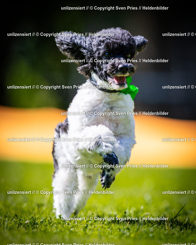 Sven Pries | 2025-08-10 - Hunderennen Durlach - Realisiert mit Pictrs.com