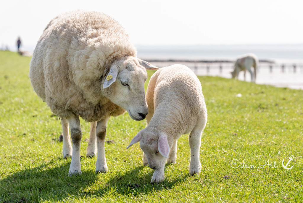 20250424-EAF_8159 | Eilun-Art-Fotografie Levke Martens, ihre Fotografin für Immobilien- und Landschaftsfotografie auf Föhr, Föhrer Motive als Poster, Leinwand, hinter Acrylglas oder stelle dir deinen eigenen Monatskalender zusammen, mit nur einem Klick