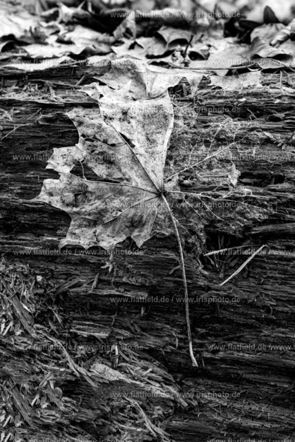 Vergehendes Blatt | Naturfoto  schwarz weiß, Gesehen in Hofheim