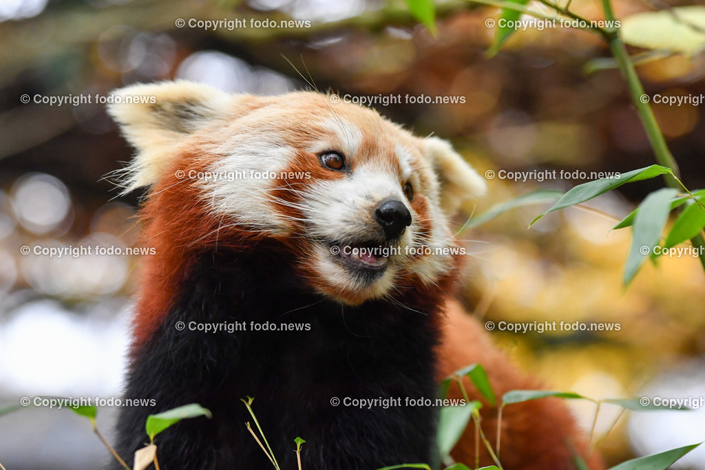 Zoo Linz_ 22.11.2022-44 | 22.11.2022, Zoo Linz, AUT, Schafe, Ziegen, roter Panda, im Bild roter Panda