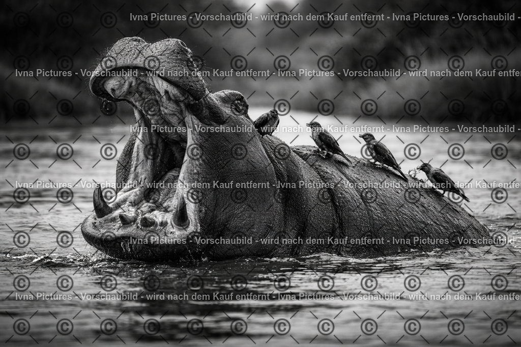 Hippo im Fluss mit Vögeln | Ivna Pictures - Realisiert mit Pictrs.com