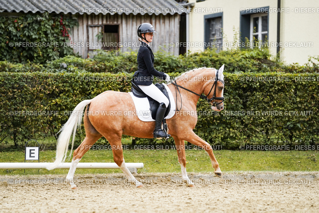 DSC01206 | Pferdegrafie