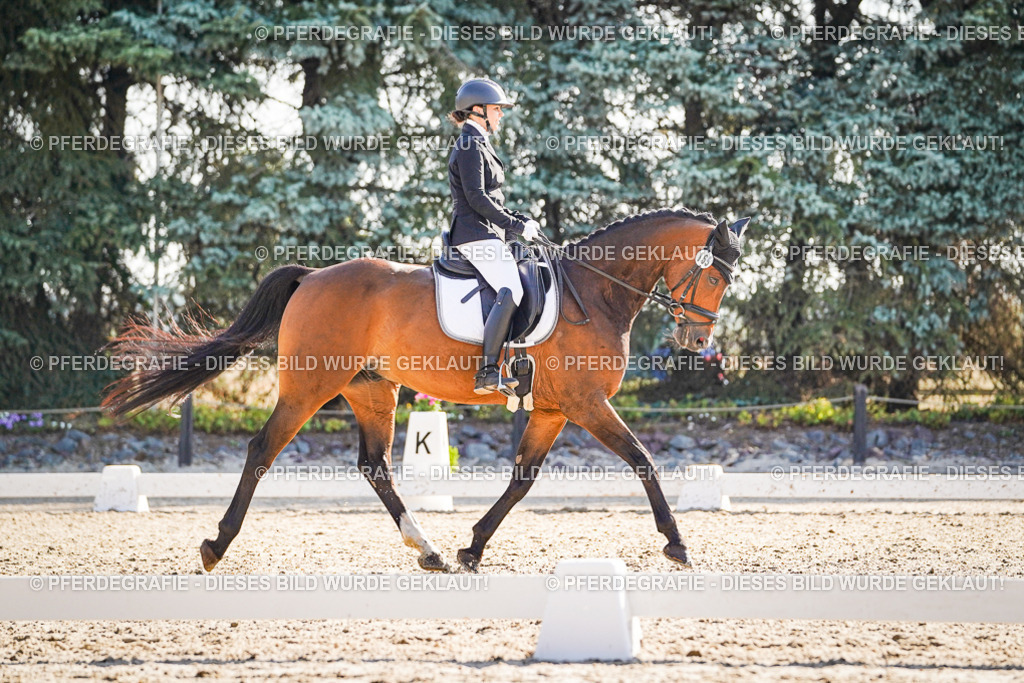 DSC09593 | Pferdegrafie