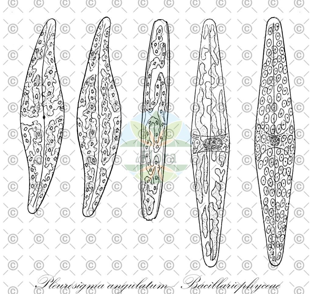 HistAbb_EMP_109011_SRC_Schlechtendal_FLORAD_SIMPLE | Historische Abbildung von Pleurosigma angulatum - Bacillariophyceae - | Historical Illustration of Pleurosigma angulatum - Bacillariophyceae - 