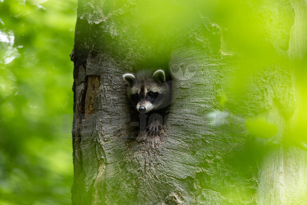 _5II3260_20250602 | Ein junger Waschbär (Procyon lotor) mit seinem charakteristischen schwarzen Maskenmuster und den spitzen Ohren blickt neugierig aus einer Baumhöhle. Seine Vorderpfoten sind am Rand der Öffnung sichtbar, während er die Umgebung aufmerksam beobachtet. Die Szene ist von einem leuchtenden Grün umgeben, das auf dichtes Laubwerk hindeutet und dem Bild eine natürliche, waldähnliche Atmosphäre verleiht. Das Tier nutzt die Baumhöhle offensichtlich als Unterschlupf oder Bau. - Realisiert mit Pictrs.com