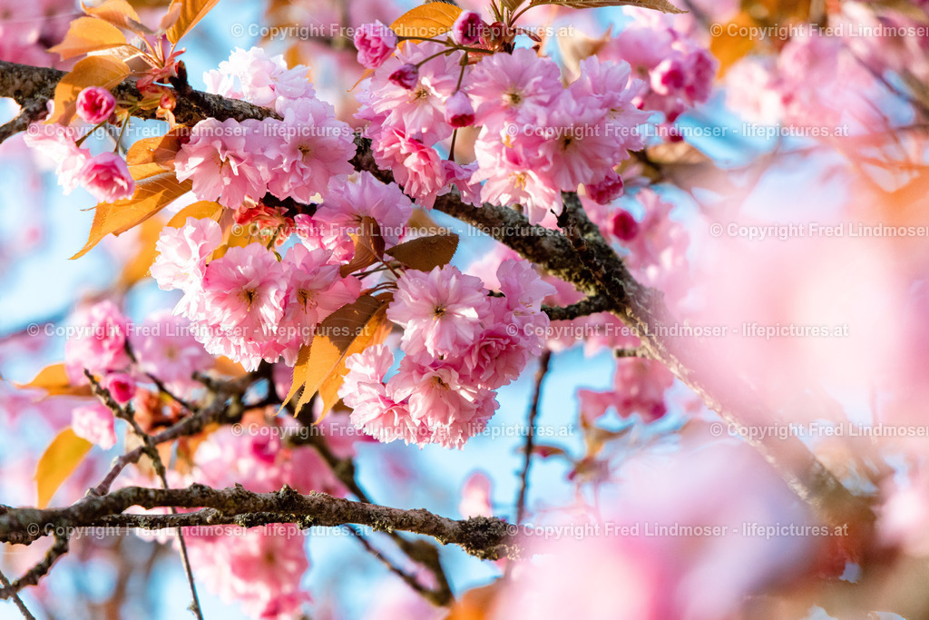 Mariazell Morgenstimmung 21052023-0291_7000 | Fotos und Fotoprodukte - Realisiert mit Pictrs.com
