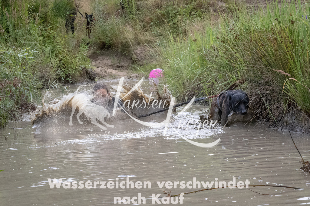 1116_ZZ93815 | kk-dogfotos