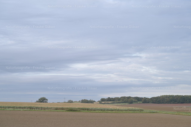 DSC_3425 | Naturfotografie Frauke Gläser - Realisiert mit Pictrs.com