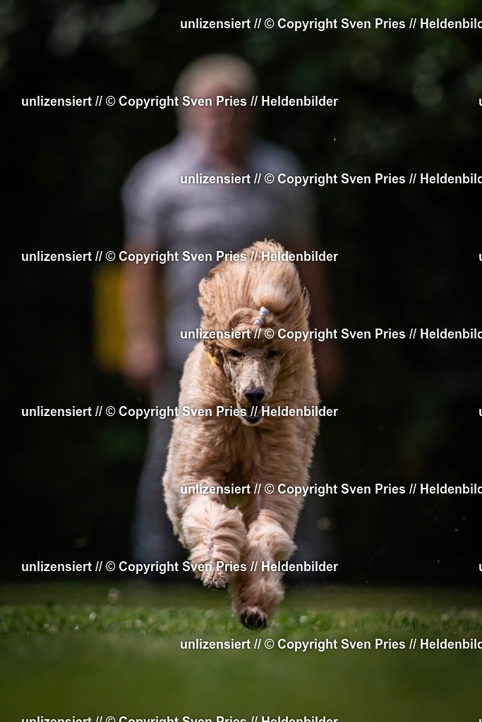 Sven Pries | 19. Allgemeines Hunderennen Karlsruhe Durlach - Realisiert mit Pictrs.com