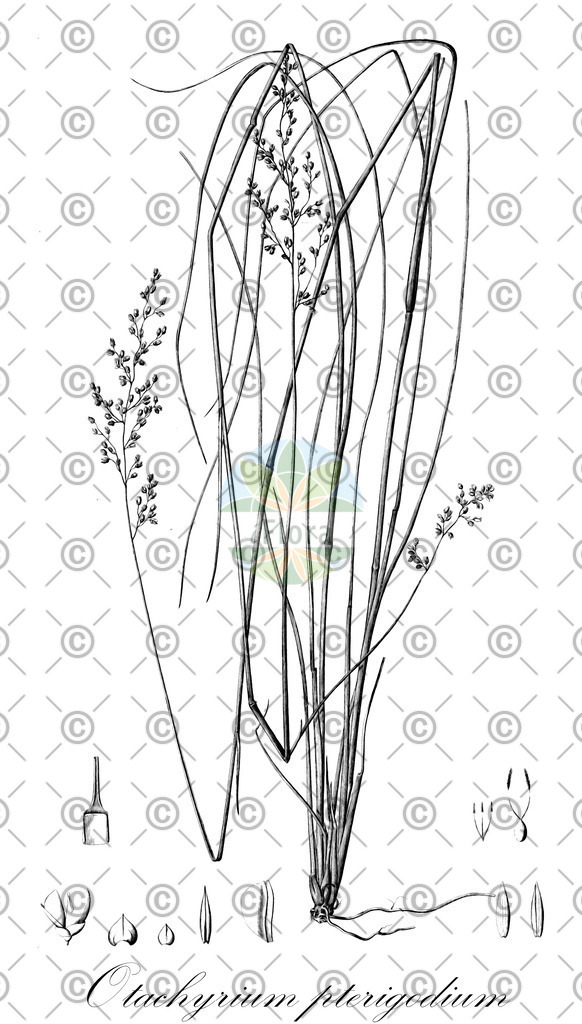 HistAbb_wfo-1000019497_1_ENZY_Simple | Historische Abbildung von Otachyrium pterigodium - Poaceae | Historical Illustration of Otachyrium pterigodium - Poaceae