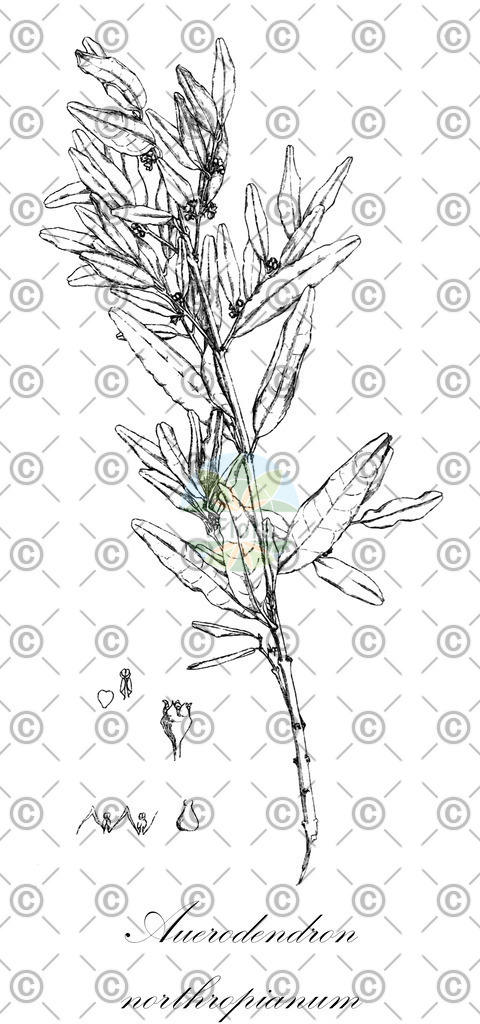 HistAbb_wfo-0000297642_1_ENZY_Simple | Historische Abbildung von Auerodendron northropianum - Rhamnaceae | Historical Illustration of Auerodendron northropianum - Rhamnaceae