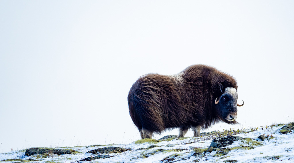 Moschusochse im Dovrefjell | Ein alter Militärpfad bringt uns unerwartet in die Nähe der sanften Riesen. Mit vorsichtiger und berechenbarer Bewegung nähern wir uns der Herde und beobachten sie beim Grasen und Dösen. Sie haben uns natürlich schon längst entdeckt, wirken aber entspannt. Dass unsere Bewegungen aber genauestenes beobachtet werden, zeigt dieser weibliche Ochse. - Realisiert mit Pictrs.com