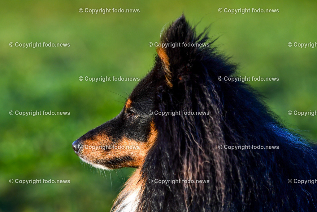 Hunde_ 09.10.2022-14 | 09.10.2022, Linz, AUT, Hund, Hunde, Themenbild, im Bild Hund, Hunde, spazieren, Freilaufzone, Spazierweg, Arrigo und Luigi