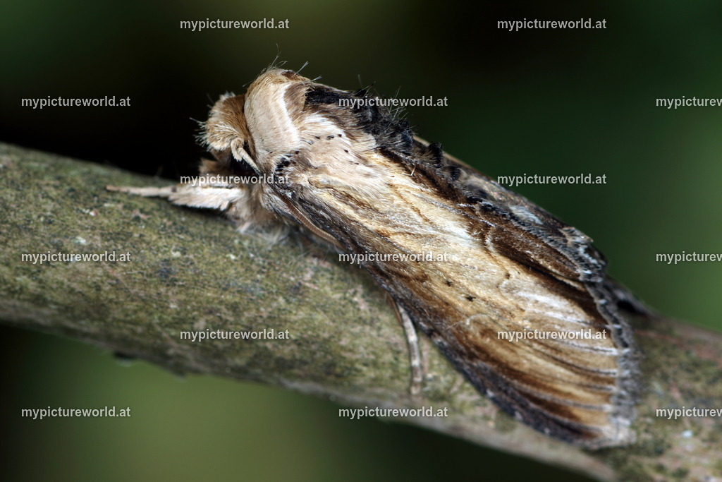 Shargacucullia scrophulariae-004 | Das Bilderarchiv über Tiere, Planzen und Landschaften. In der Bilddatenbank finden Sie ein große Auswahl an hochwertigen Bilder für Ihre Werbung - Realized with Pictrs.com