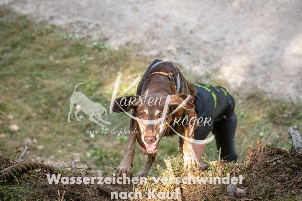 1047_ZZ92543 | kk-dogfotos
