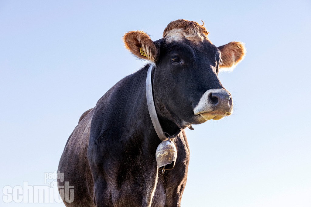 PS-Tiere-2026-54 | Entdecke die größte Bildgalerie der Region mit Fotografien aus dem Allgäu, der Bodenseeregion, Oberschwaben, dem Donautal und der Schwäbischen Alb. Landschaften, Luftaufnahmen und Reisefotografie als Wandbild und Fotokunst. - Realisiert mit Pictrs.com