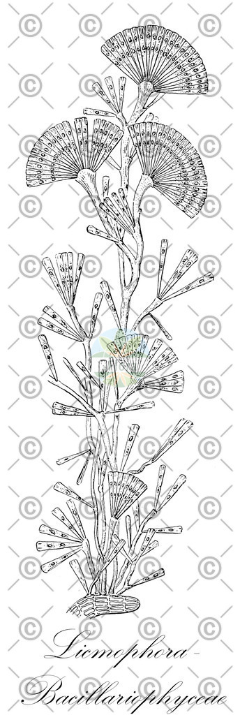 HistAbb_wfo-0000088488_1_ENZY_Simple | Historische Abbildung von Licmophora - Bacillariophyceae - | Historical Illustration of Licmophora - Bacillariophyceae - 