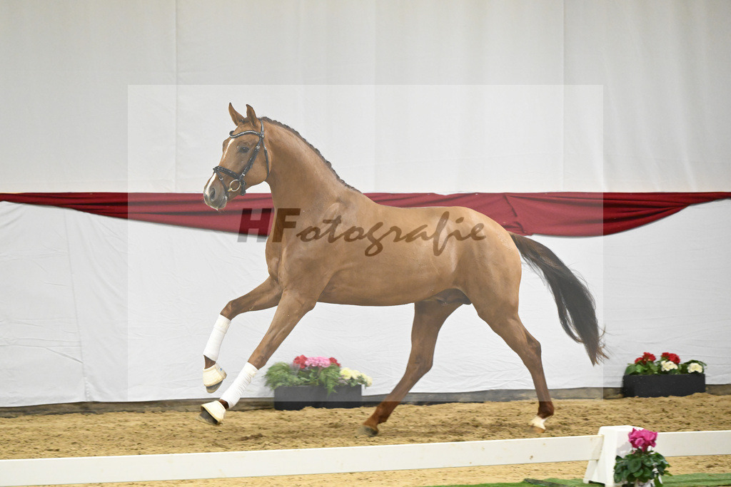 Kat-Nr. 59 v. Viva Gold_Casper u Eulich_63221750 | hf-fotografie - Realizzato con Pictrs.com