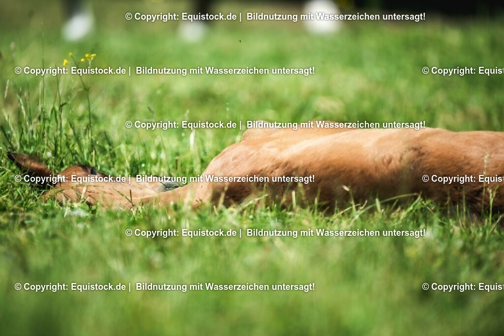 20210617_Fohlen_0164 | Foto: Thomas Hartig