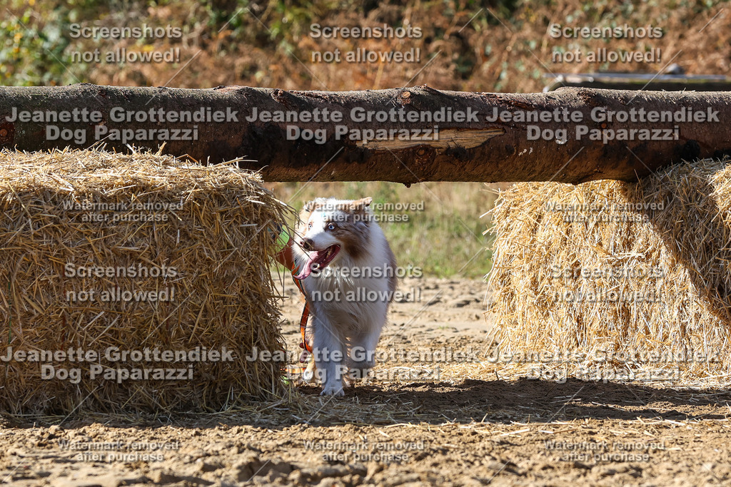 Dog Paparazzi - Strongdog 10-25-4730 | Dog Paparazzi Jeanette Grottendiek Fotografie & Videografie - Realisiert mit Pictrs.com