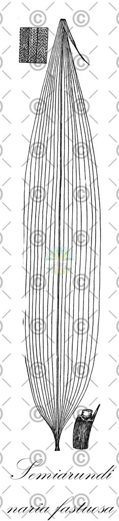 HistAbb_EMP_18338_SRC_Schlechtendal_FLORAD_SIMPLE | Historische Abbildung von Semiarundinaria fastuosa - Poaceae | Historical Illustration of Semiarundinaria fastuosa - Poaceae